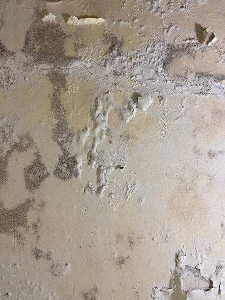 Best DIY Mold Remediation Support Services in Litchfield Park, AZ