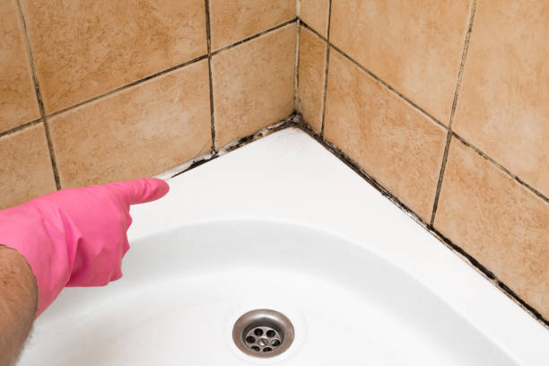 Best Insurance-Related Mold Remediation in Litchfield Park, AZ